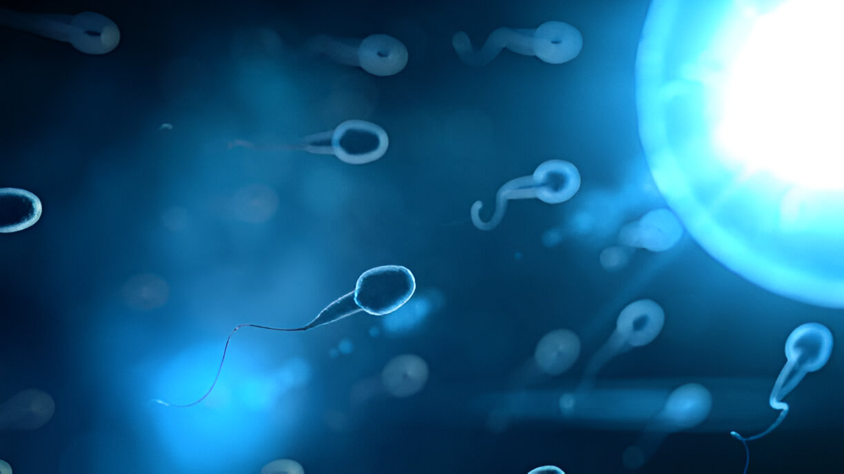 Charlotte Sperm Transport